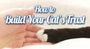 How to Build Cat's Trust