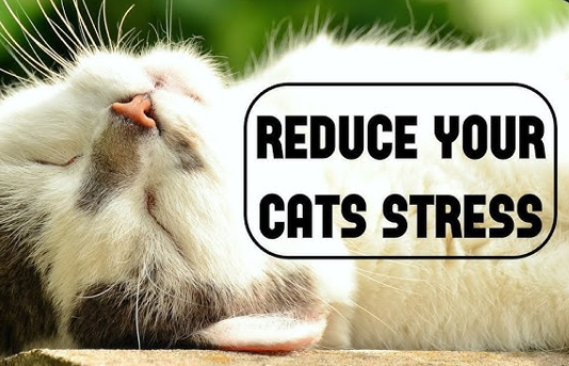 Eliminate Stressors for cat