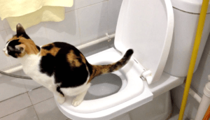 Why Not Toilet Train Your Cat