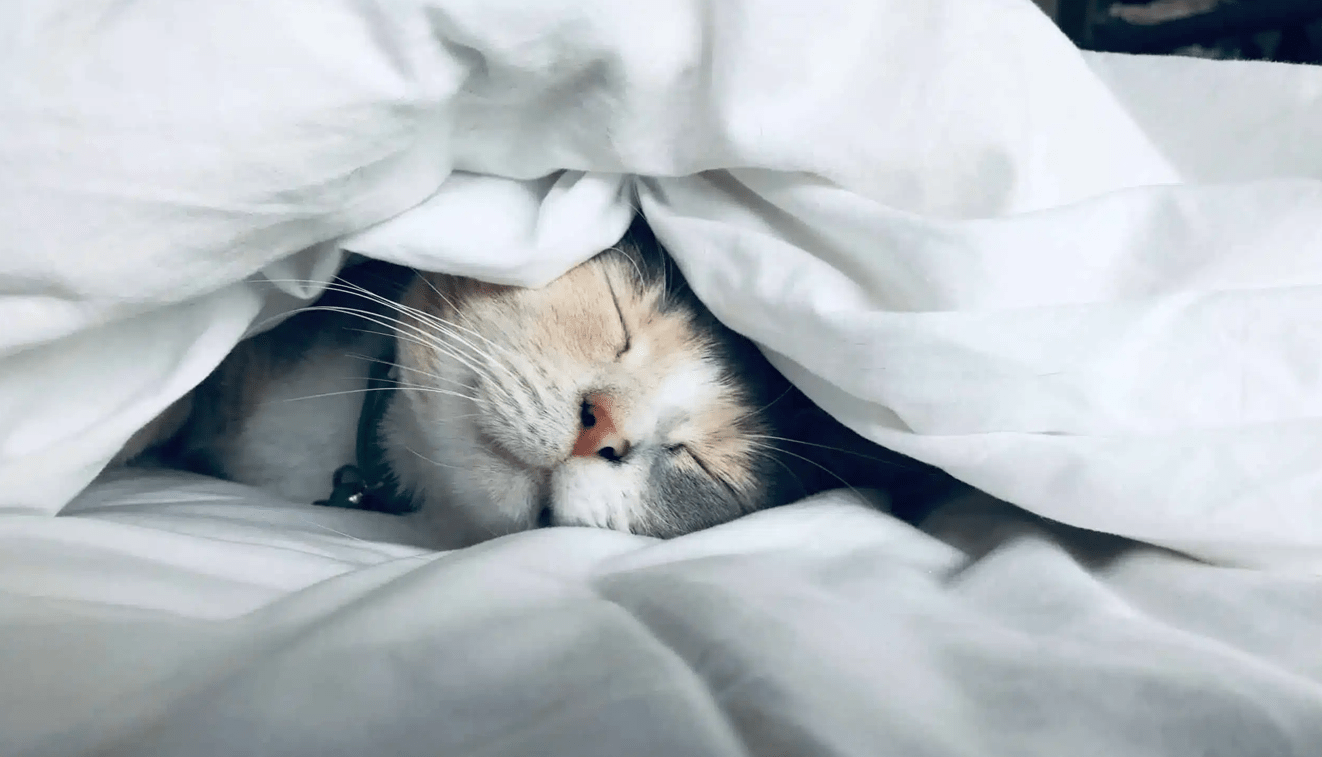 a cat sleeping put on a blanket