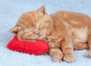 a cat Use a Heartbeat Pillow while sleeping