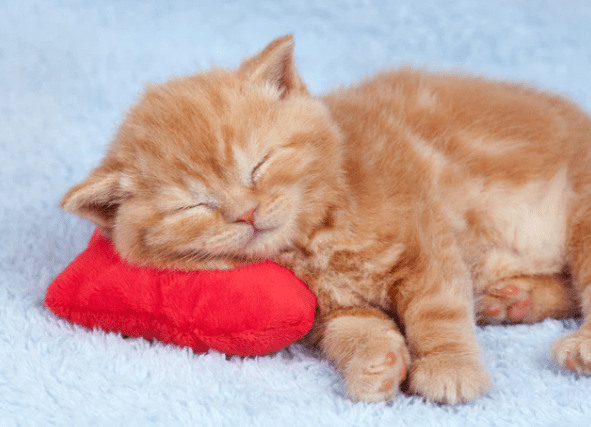 a cat Use a Heartbeat Pillow while sleeping 