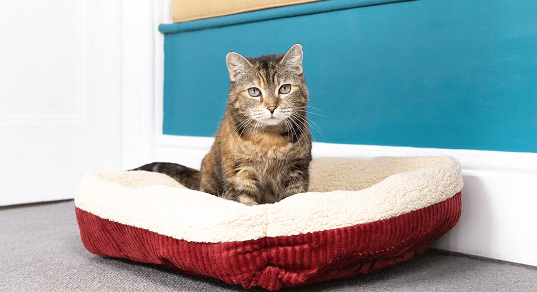 a cat seat on his own bed