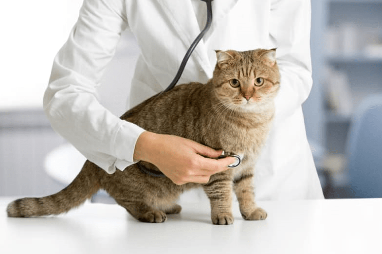 Heart Health checkup of cat