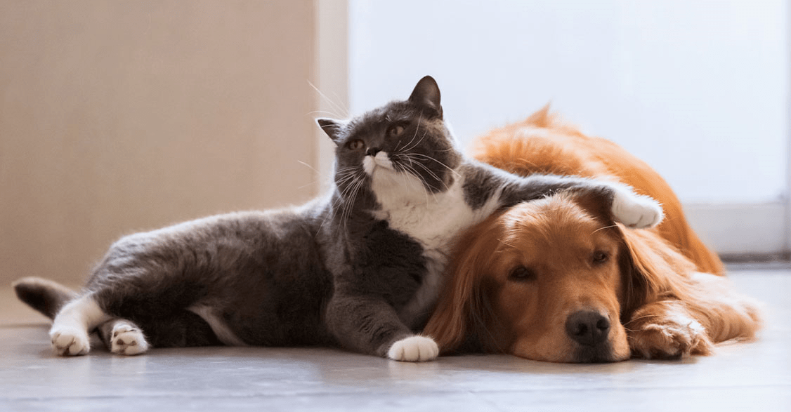 Cat and dog bonding