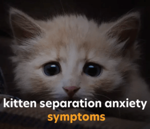 kitten early separation signs