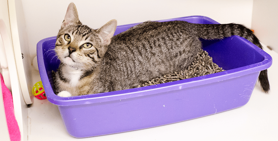 kitten Litter Box