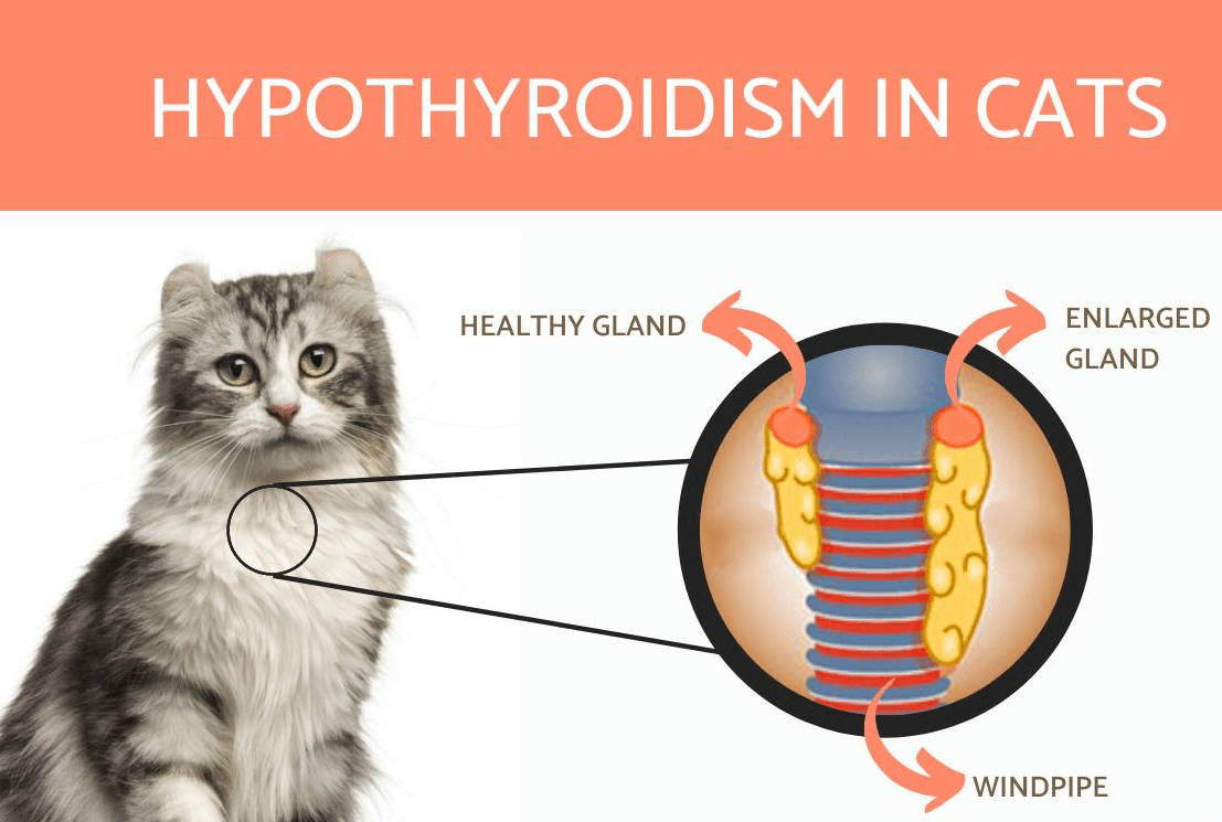 Hyperthyroid or Kidney Disease of cat