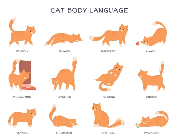 Understanding cat body language