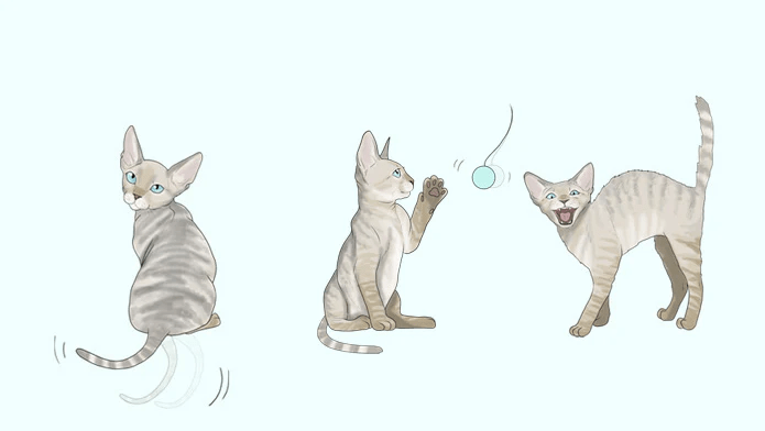 Playful Cat Body Language Interpretation