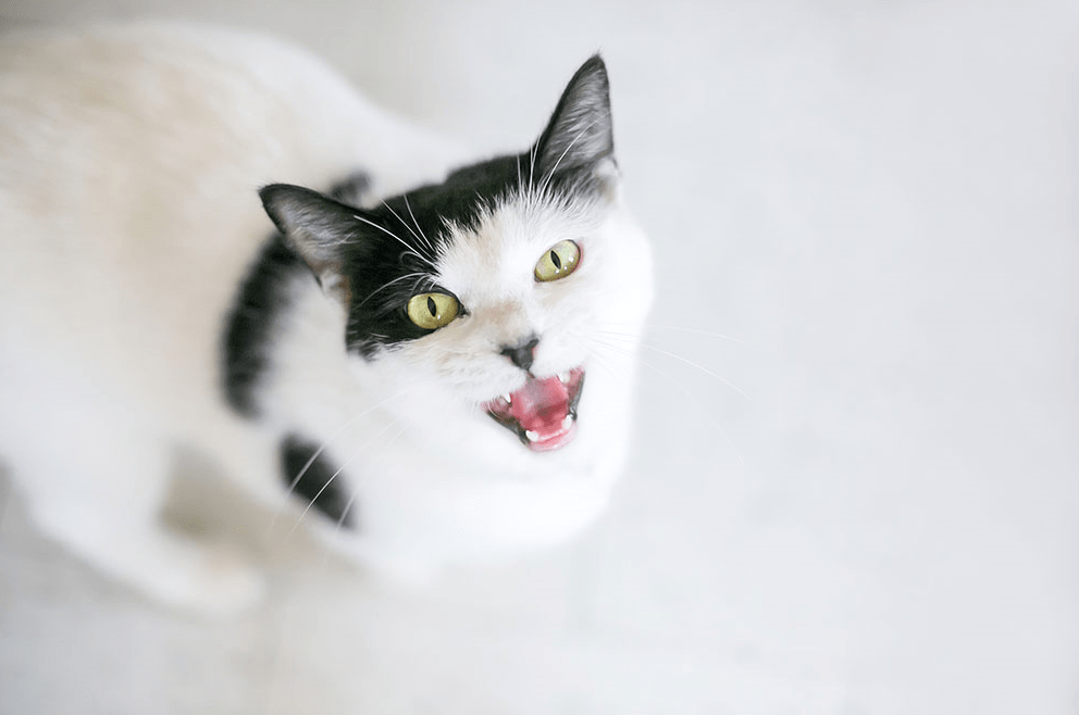 Cat vocalizations and their meanings