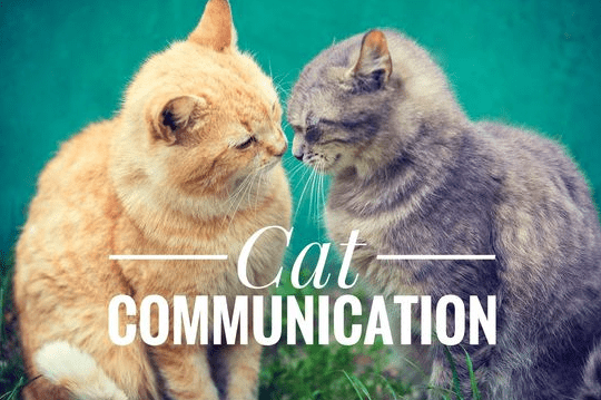 Cat Communication