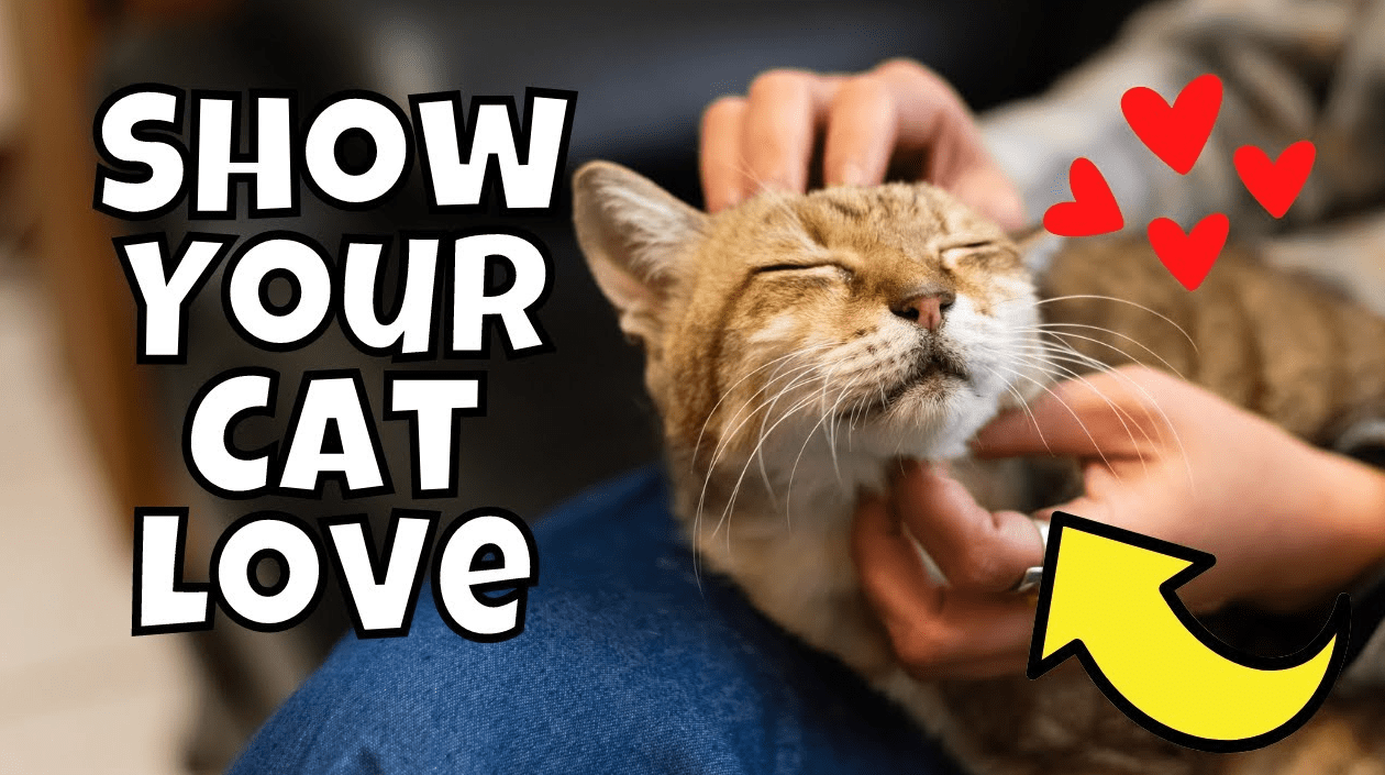 ways to show love to a cat