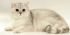 British Shorthair cats