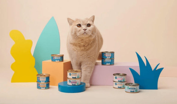 British Shorthair kitten food