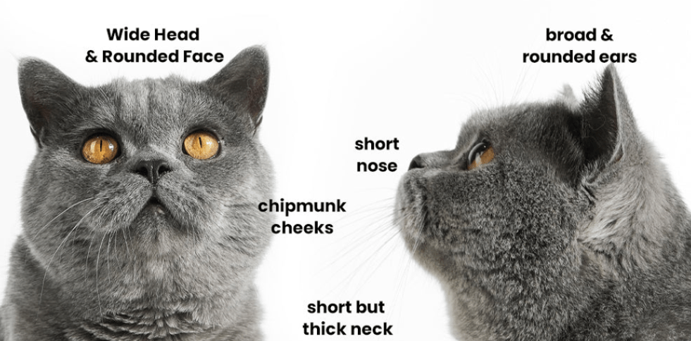 Features of British shorthair