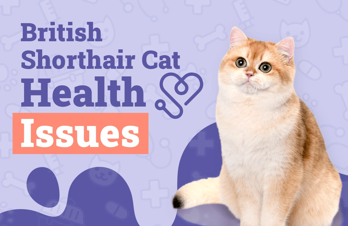 British Shorthair Cat Health Problems