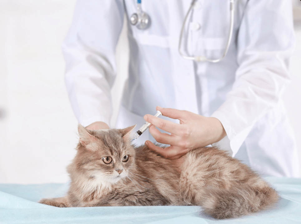 cat Vaccination