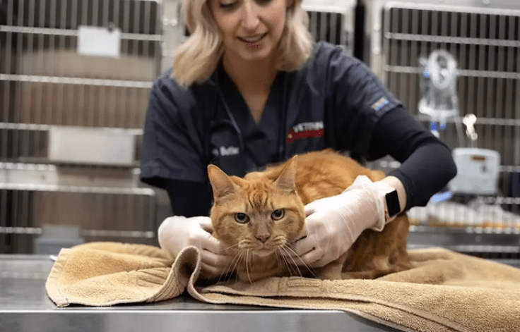 Cat Emergency Care