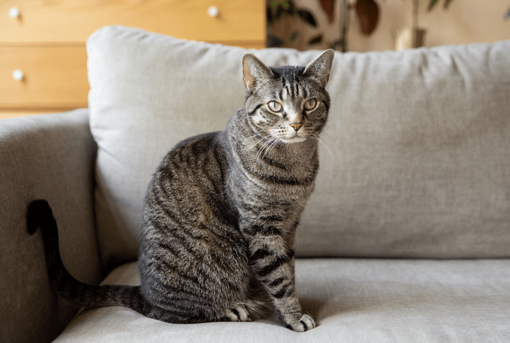 Domestic Shorthair Cat