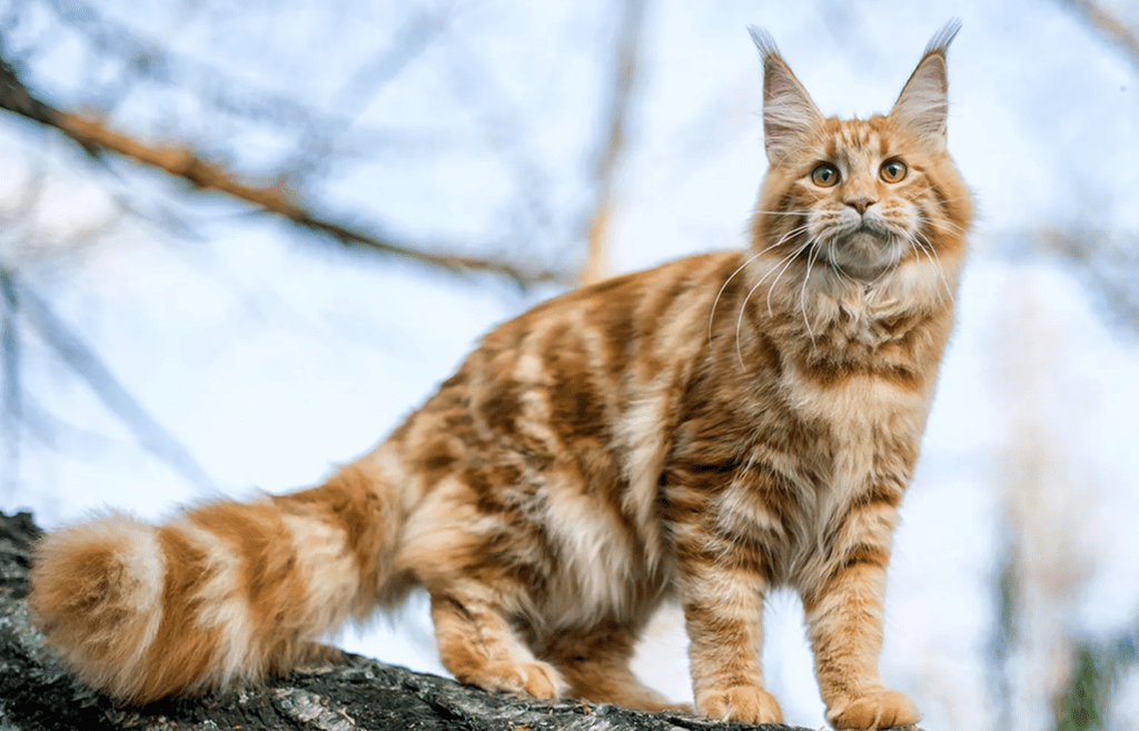 Maine Coon Cats