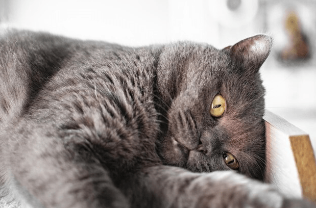 calm down of British shorthair kittens