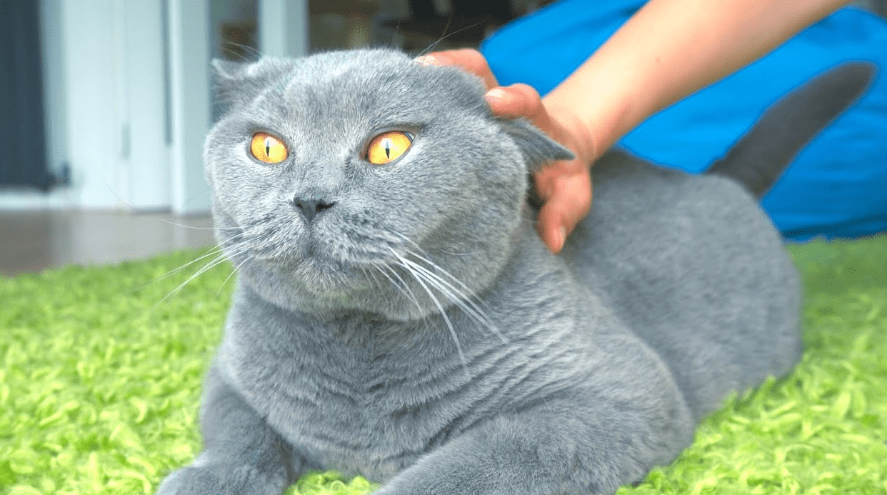 When Do British Shorthair Kittens Settle Down?