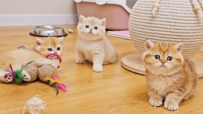 British Shorthair kittens are  playing