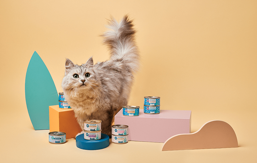 British Shorthair Kitten food