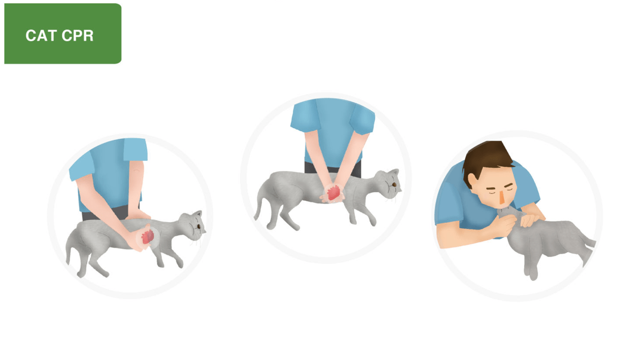 Cat CPR technique