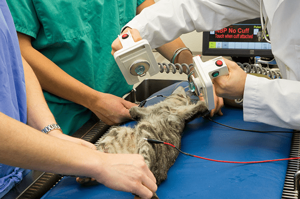 Cat CPR  in Veterinary medicine