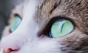 Understanding Cat Eye Issues