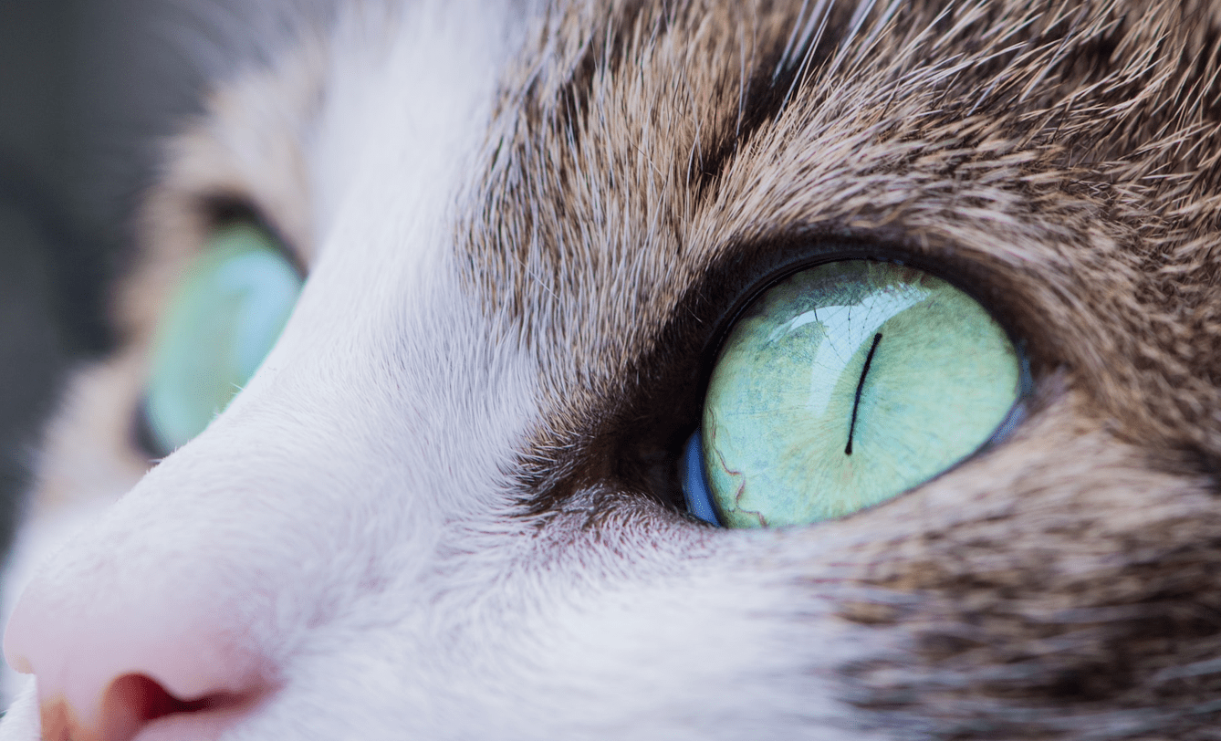 Understanding Cat Eye Issues