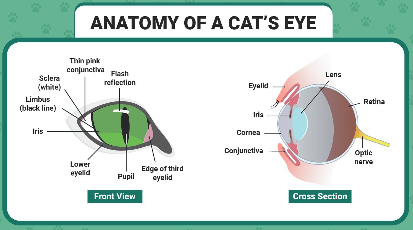 Anatomy of cat’s eye