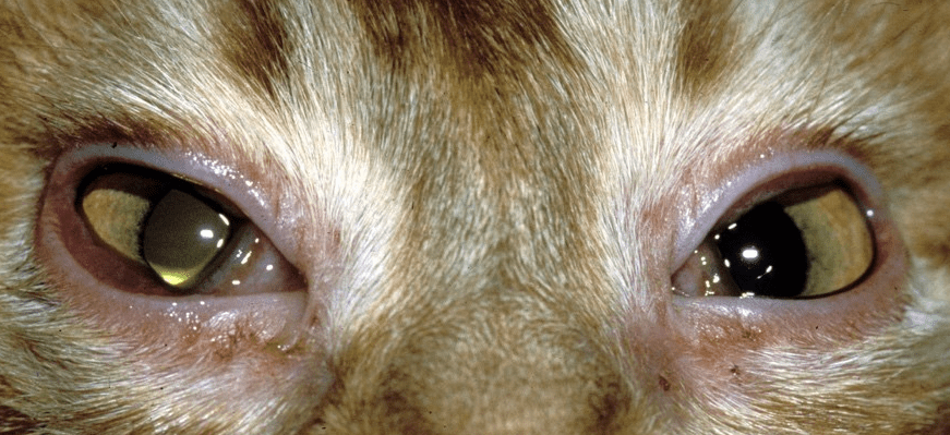 Conjunctivitis in cat