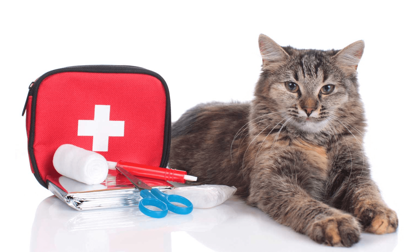 First aid for cats