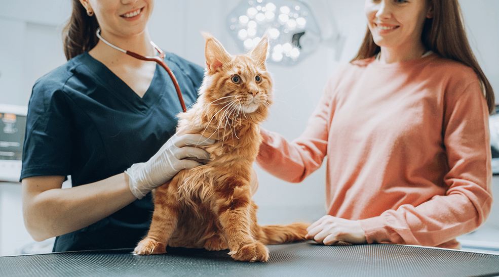 Immediate Veterinary Care in cat