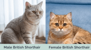 Differences between Male and Female British Shorthairs