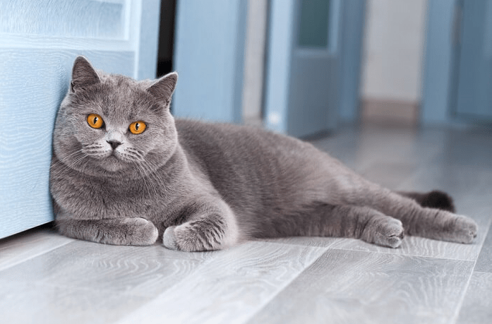 Male British Shorthairs