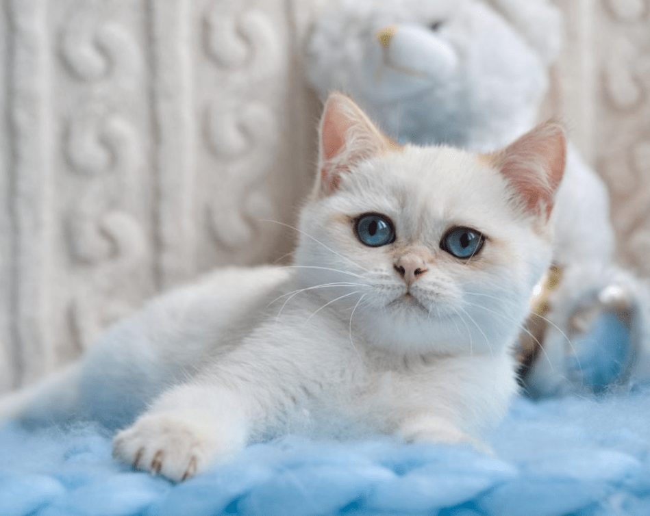 Female British Shorthairs