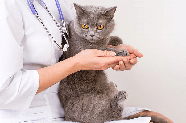 British Shorthairs cat Health and Activity