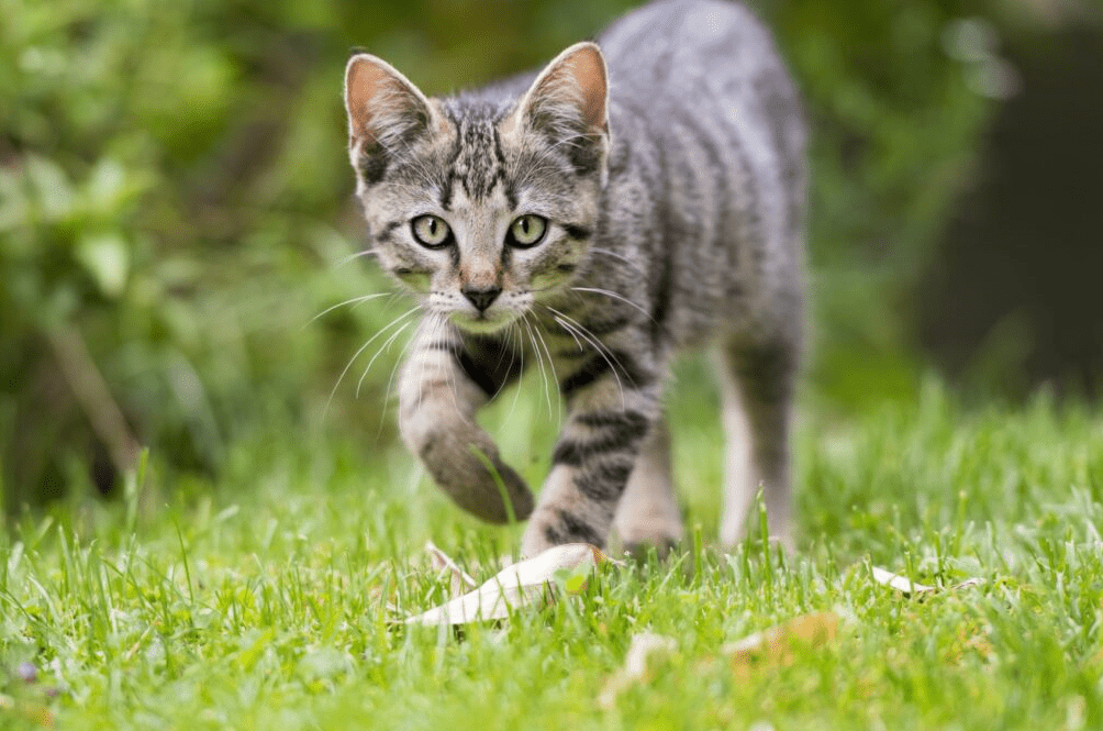 Environmental Bonanza for Cat