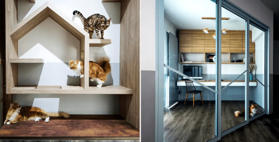 Budget-Friendly Cat-Friendly Home Modifications