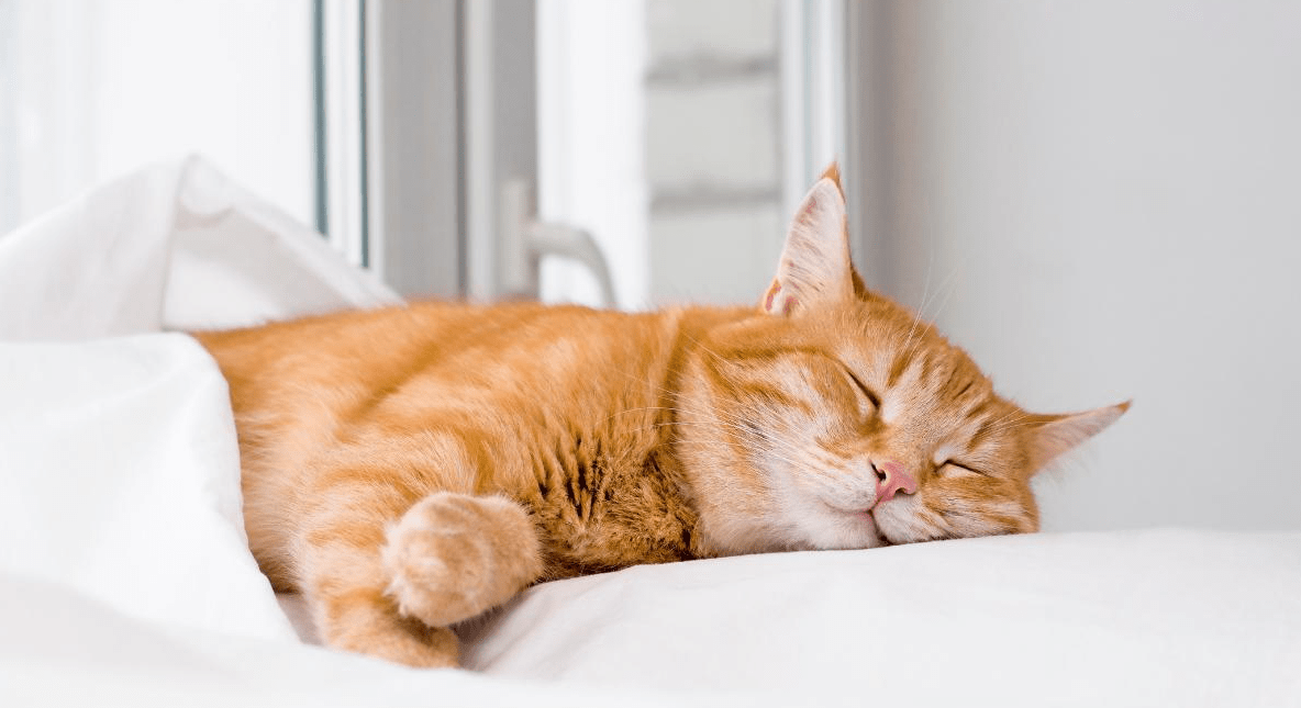 Understanding the Cat's Sleep Cycle