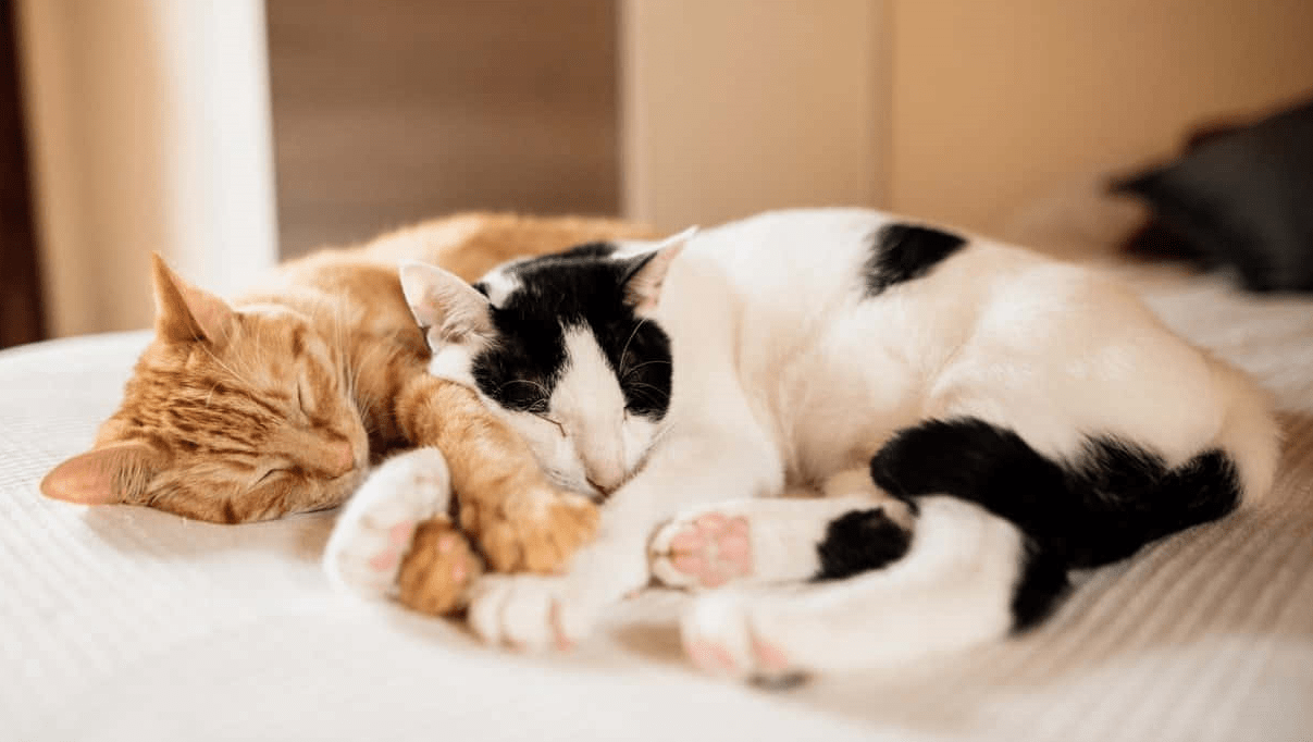 Healthy Sleep Patterns in Cats