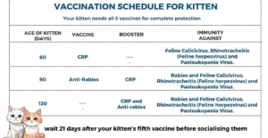 Vaccination Schedules for Kittens