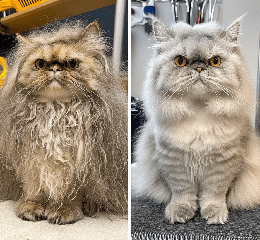  A cat with a shiny coat being brushed, showing the before-and-after grooming effect. 