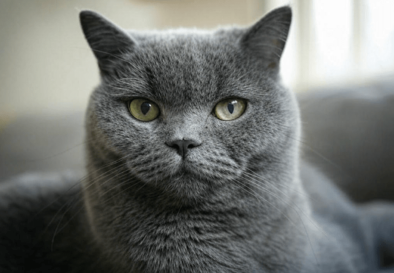How often to bathe British Shorthair