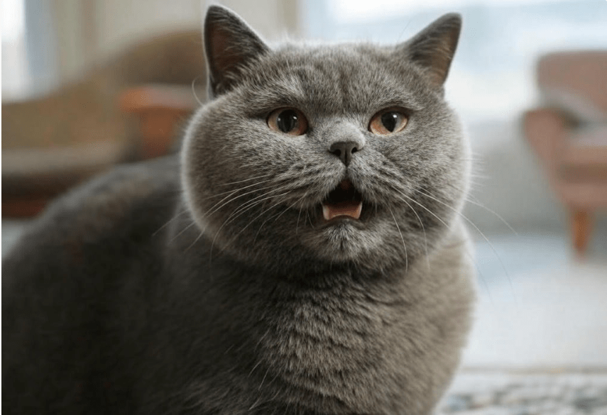 Regular Grooming British Shorthair
