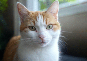 Domestic Shorthair Sensitive Stomachs